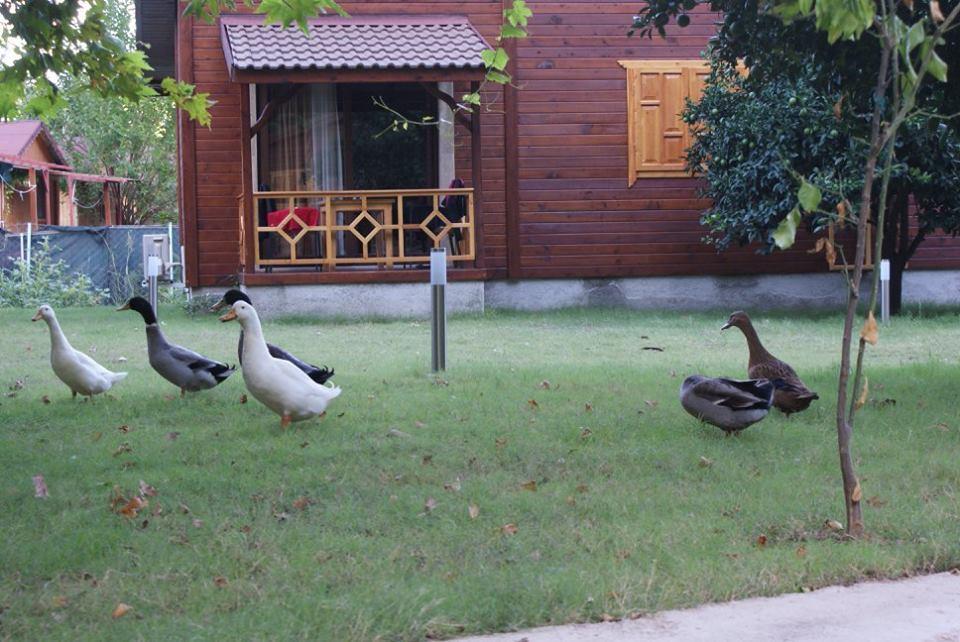 Maji Village Çıralı Zewnętrze zdjęcie