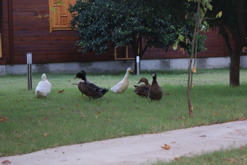Maji Village Çıralı Zewnętrze zdjęcie